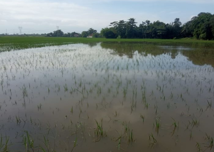 423 Hektar Sawah di Kabupaten Pekalongan Terendam Banjir, Petani Terancam Gagal Panen