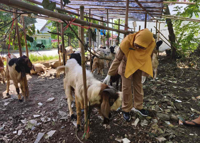 Dispaperta Batang Tingkatkan Pemeriksaan Hewan Kurban Jelang Idul Adha, Tiga Sapi Terindikasi PMK