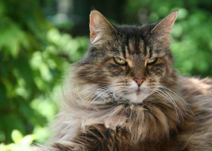 Fakta Unik Kucing Maine Coon yang Jarang Diketahui CatLover: Hewan Peliharaan Raksasa Berkarismatik