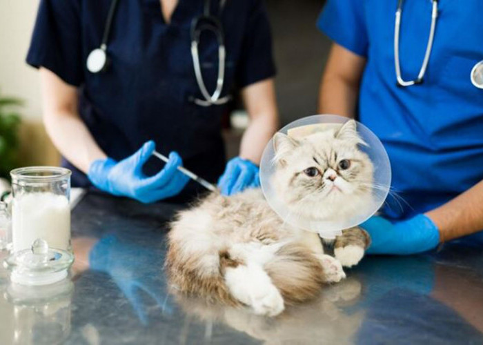 Persiapan Sebelum Vaksin Kucing: Tips and Trick dari Pakar Kucing agar Anabul Tetap Sehat saat Hari Vaksinasi