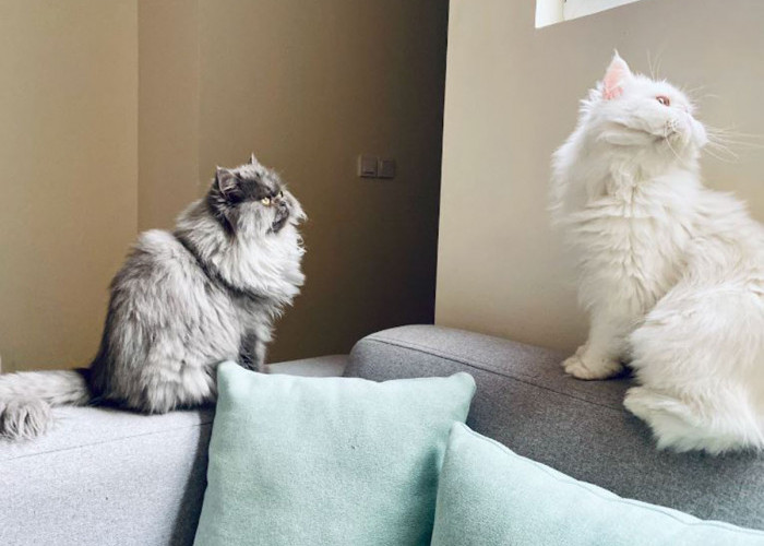 Perbedaan Kucing Anggora dan Persia Paling Mendasar, Kamu Harus Tahu Sebelum Memilih Kucing Kesayanganmu