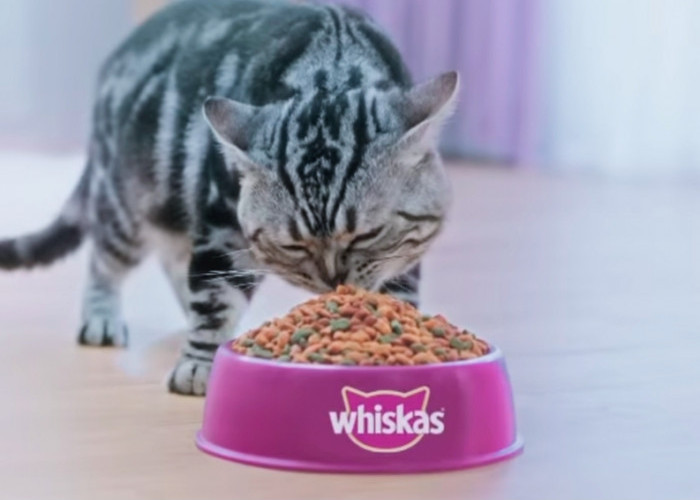 Kucingmu Pasti Senang, Inilah Rekomendasi Pakan Kucing Dry Food Bergizi, Yuk Cobain!