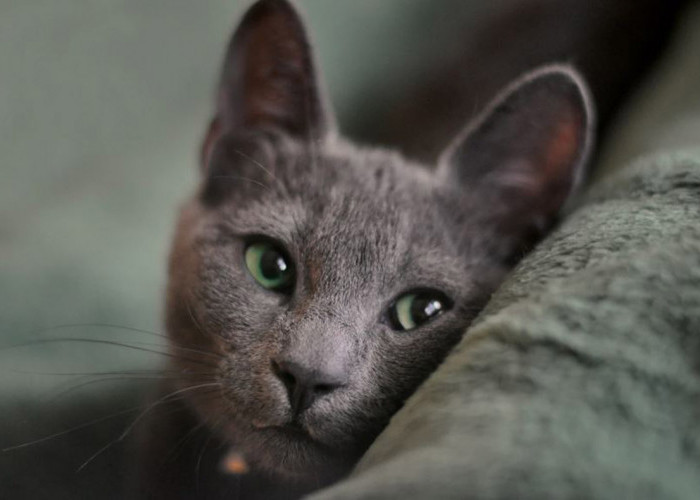 Ingin Punya Kucing Termahal di Dunia? Ini Dia Sekilas Info Tentang Russian Blue, Kucing Eksotis Bermata Hijau