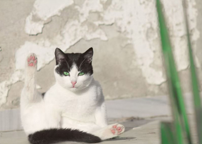 Tips and Trick Menggunakan Aroma Terapi untuk Mengatasi Kucing Birahi, Dijamin Ampuh dan Langsung Tenang