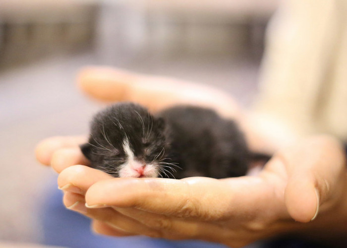 10 Cara Merawat Kucing Kecil Tanpa Induk yang Bikin Si Kitten Jatuh Cinta Seketika pada Kamu