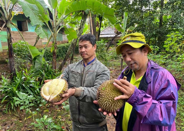 Batang Bakal jadi Destinasi Pemburu Durian