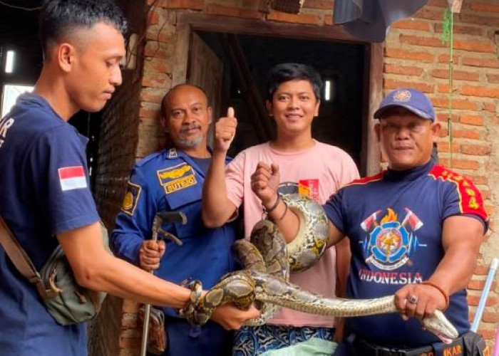 Evakuasi Ular di Pekalongan Naik Drastis, Damkar Tangani 70 Kasus dalam 3 Bulan