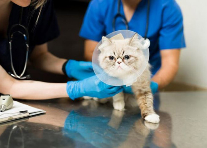 Berapa Harga Vaksin Kucing Terbaru 2024? Cek Dulu di Sini Jika Ingin Anabul Tetap Sehat dan Bersinar