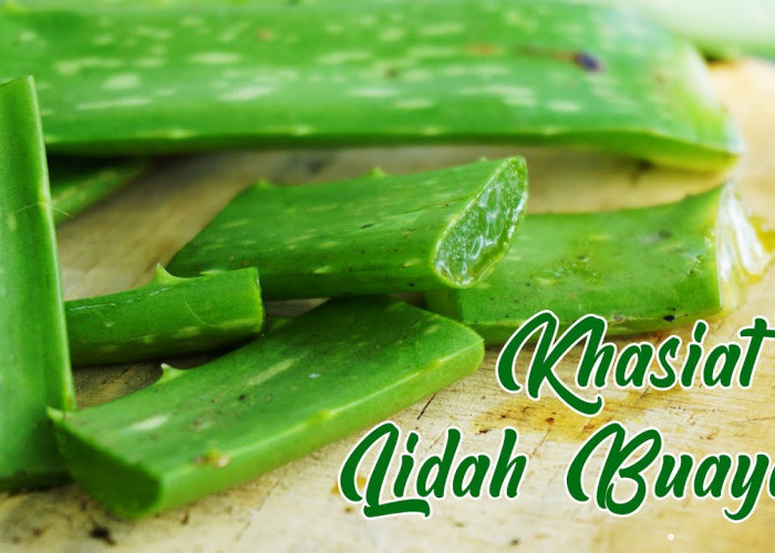 Ini Khasiat Terbaik Aloe Vera Bagi Kesehatan Tubuh, Mau Tahu?