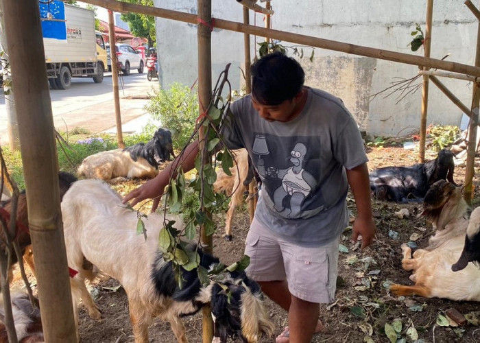 Jelang Iduladha, Pedagang Kambing di Batang Keluhkan Penjualan Sepi Meski Harga Stabil