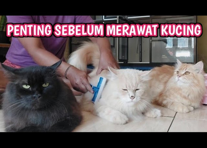 Tertarik untuk Mengadopsinya di Rumah, Inilah Tips Merawat Kucing Persia, Dijamin Berhasil!