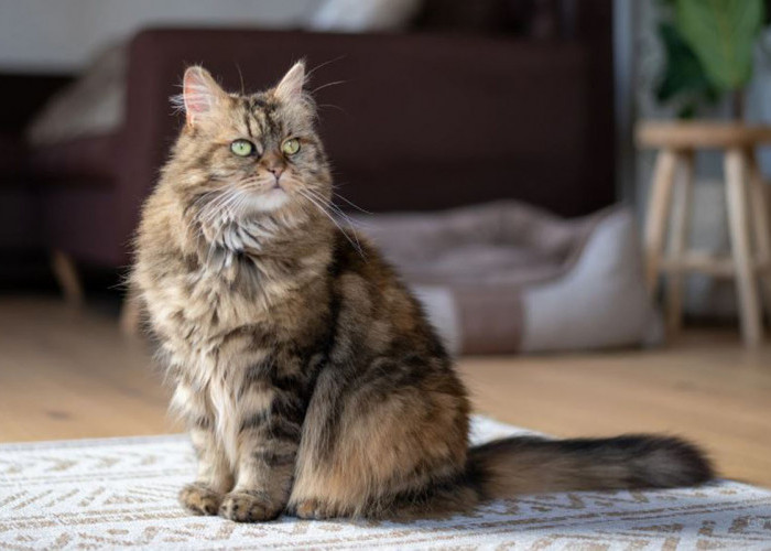 Inilah 6 Kucing Mixdom Paling Populer di Indonesia yang Bisa Bikin Kamu Jatuh Cinta