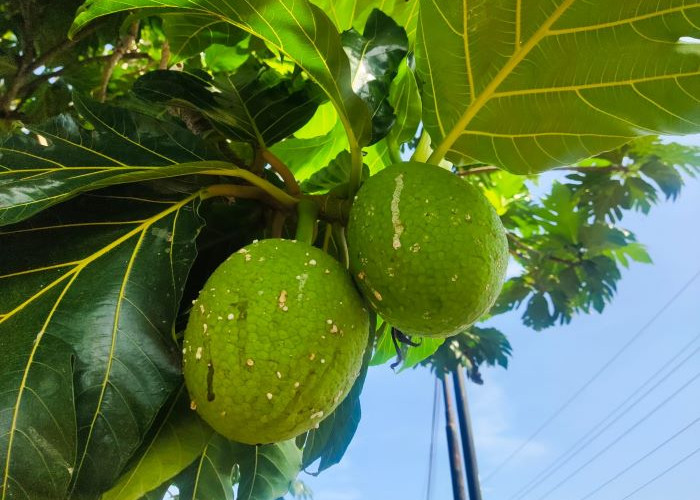 12 Manfaat Buah Sukun untuk Kesehatan Yang Jarang Diketahui, Ternyata Tak Hanya Membuat Kenyang