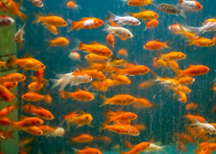 Bikin Gemes! Ini 6 Jenis Ikan Hias Air Tawar Kecil Paling Lucu dan bisa Muat Banyak di Akuarium
