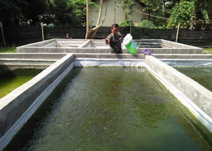 Sukseskan Program Swasembada Pangan, Koramil Wonopringgo Lakukan Penanaman Jagung dan Budidaya Ikan Lele