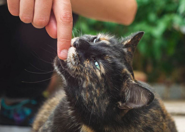 Siap-Siap Jadi Sukses! Simak 8 Tafsir Mimpi Digigit Kucing Menurut Primbon Jawa yang Bisa Jadi Pertanda Baik