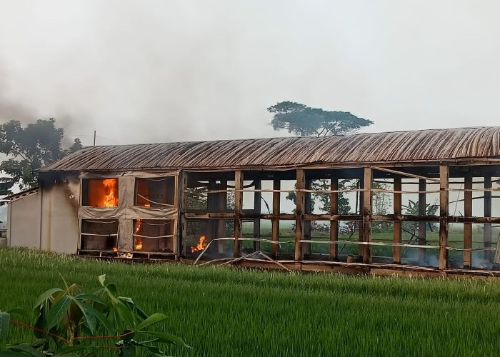 Kandang Ayam di Kesesi Kabupaten Pekalongan Ludes Terbakar, Ini Penyebabnya Kata Polisi