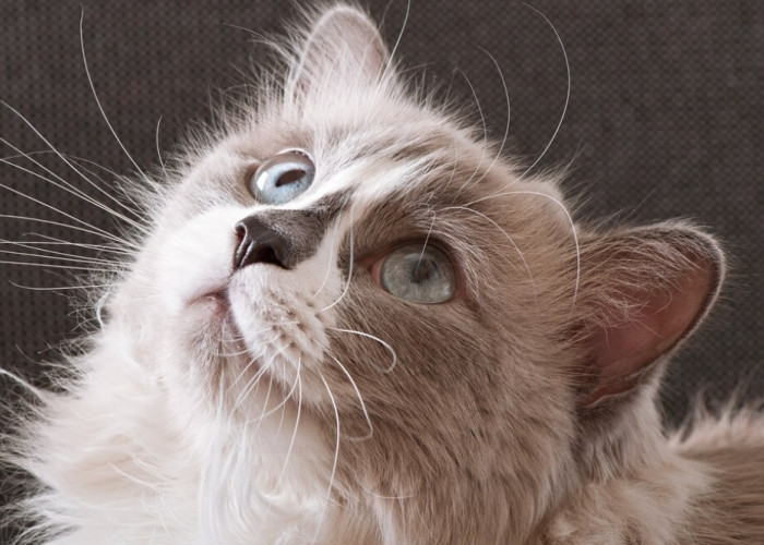 Punya Kucing Persia, Inilah Cara Merawat Kucing Persia agar Sehat dan Tidak Stres, Sudah Terbukti!
