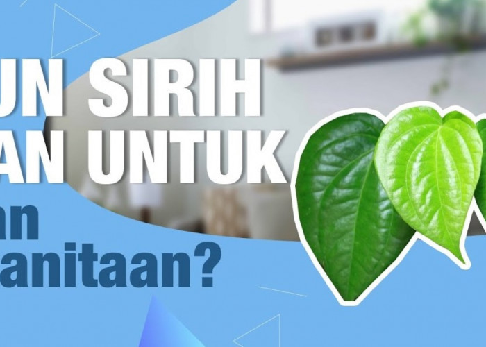 Inilah 5 Manfaat Daun Sirih untuk Kesehatan Wanita, Para Kaum Hawa Wajib Coba!