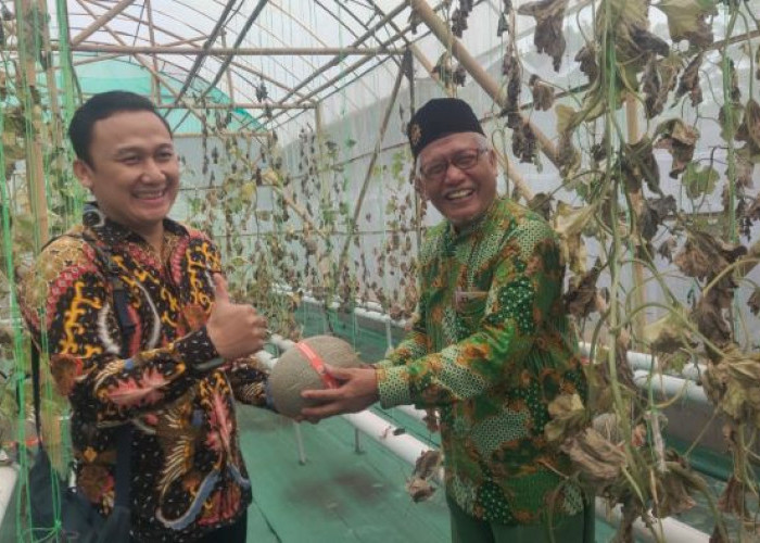 PCM Kajen Panen Perdana Melon Golden Aroma dengan Sistem Hidroponik