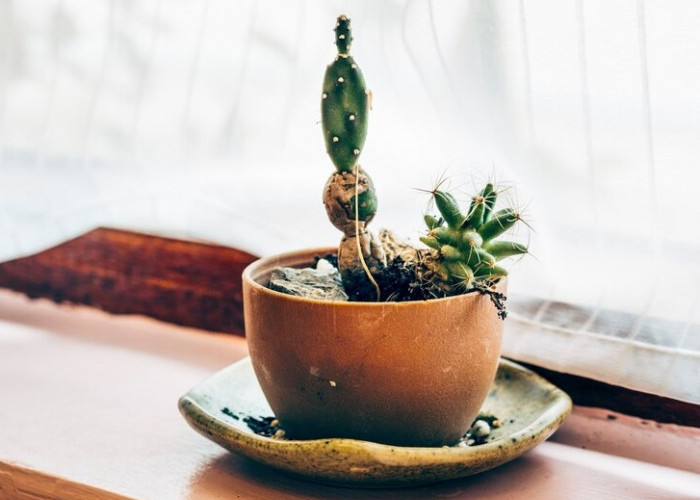Buktikan Sendiri Di Rumah, Inilah 6 Cara Merawat Kaktus Di Dalam Rumah Agar Sehat dan Tumbuh Subur