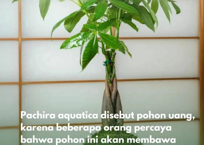 Pohon Uang! 8 Keunikan Pachira Aquatica Membawa Keberuntungan, Tanaman Hias Penarik Rezeki Cocok untuk Pemula