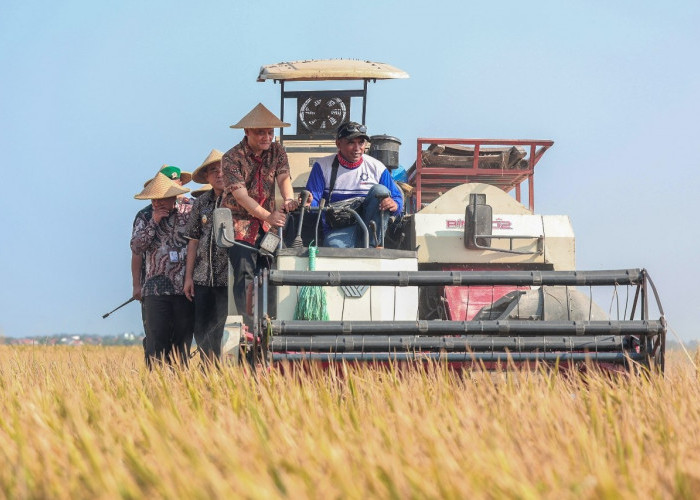 Antisipasi Dampak Puso, Pemprov Jateng Bentengi 10 Ribu Hektar Sawah dengan Asuransi*