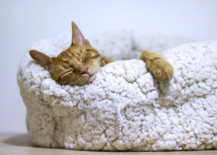Simpel! Cara Melatih Kucing agar Tidur di Tempatnya, Enggak Pake Drama Dijamin Langsung Bisa Tidur Sendiri!