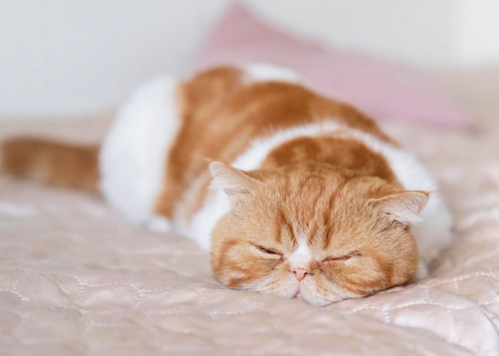 Jangan Kaget, Inilah Penyebab Kucing Suka Tidur, Apakah Kucingmu Seperti Itu Juga?