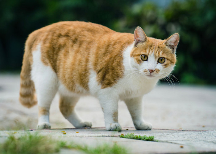 6 Panduan dan Cara Merawat Kucing Hamil yang Mesti Dilakukan: Tidak Boleh Makan Sembarangan!