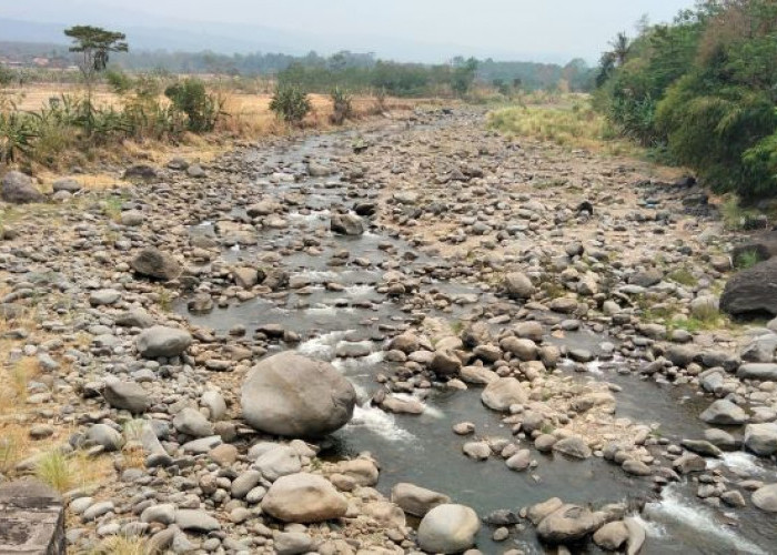 Debit Bendungan Anjlok, 2.773 Hektare Sawah di Pekalongan Terdampak