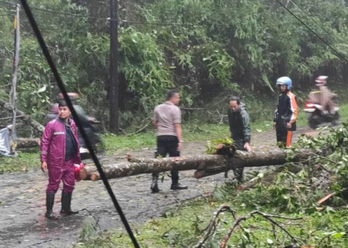 Jalur Pekalongan-Banjarnegara Terhambat Akibat Pohon Tumbang