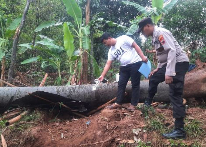 Istirahat di Gubuk, Petani di Kabupaten Pekalongan Tewas Tertimpa Pohon Tumbang