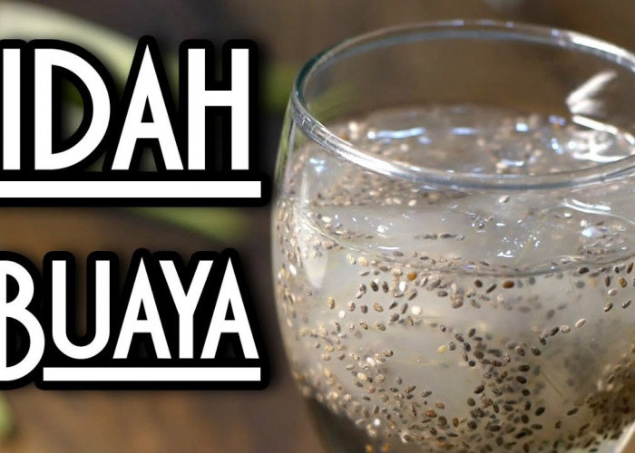 Begini Cara Membuat Minuman Kolagen dari Lidah Buaya dalam 3 Langkah, Cobain Yuk!