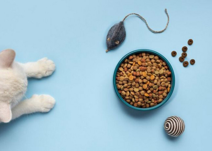 Cara Agar Kucing Mau Makan, Coba Lakukan Trik dari Dokter Hewan Ini! Kenali Juga Penyebab Kucing Mogok Makan