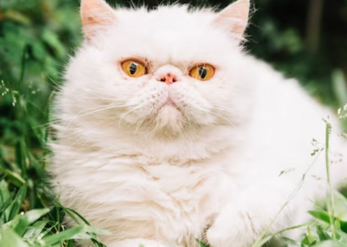 Ada Equlibrio juga, Inilah Pakan Kucing Persia yang Bagus untuk Bulu, Buktikan Saja!