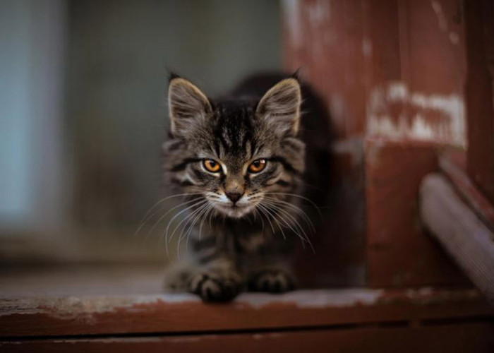 Yuk Cari Tahu Tentang Keajaiban Kucing Menurut Primbon Jawa, Hewan yang Dipercaya Mengetahui Rahasia Alam