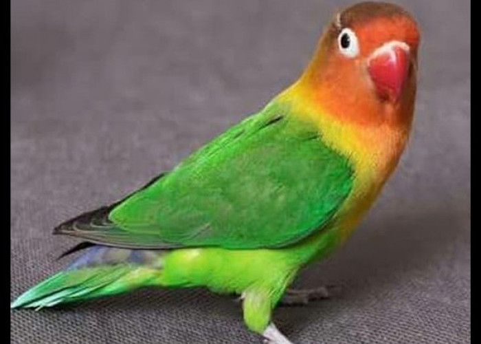 Perhatikan Ini!  Ciri Fisik dan Karakteristik Lovebird Ijo Standar, Pemegang Juara 1 Burung Kicau