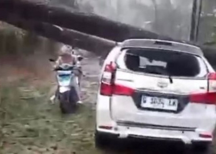 Mobil Avanza Ringsek Tertimpa Pohon Pinus di Jalur Pegunungan Paninggaran Pekalongan