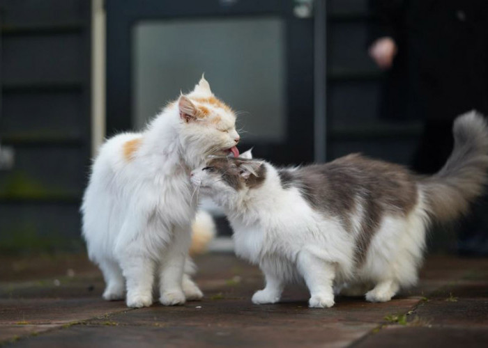 Jadi Begini Cara Mengawinkan Kucing Betina yang Belum Pernah Kawin: Kenalkan dengan Kucing Jantan yang Menawan