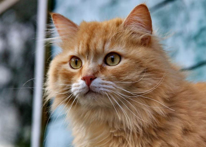 Ketahui Ragam Jenis-Jenis Kucing Persia dan Harganya: Panduan untuk Para Pecinta Kucing