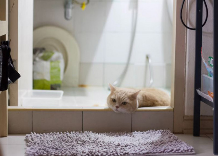 Apakah Aroma Karbol Bisa Mengusir Kucing? Ini Dia Cara Mengusir Kucing Liar dengan Aroma yang Dibenci Kucing