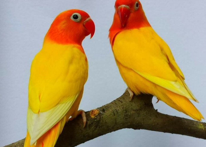 6 Jenis Burung Lovebird Tercantik di Indonesia, Populer di Tahun 2023