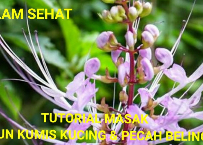 Sangat Mudah! Ini Dia Cara Merebus Daun Keji Beling dan Kumis Kucing, Mau Tau?