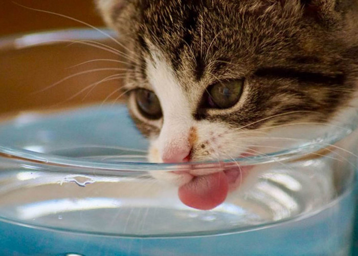 Cara Mengobati Kucing Cacingan dengan Air Garam: Alternatif Mudah untuk Mengurangi Gejala Cacingan pada Anabul