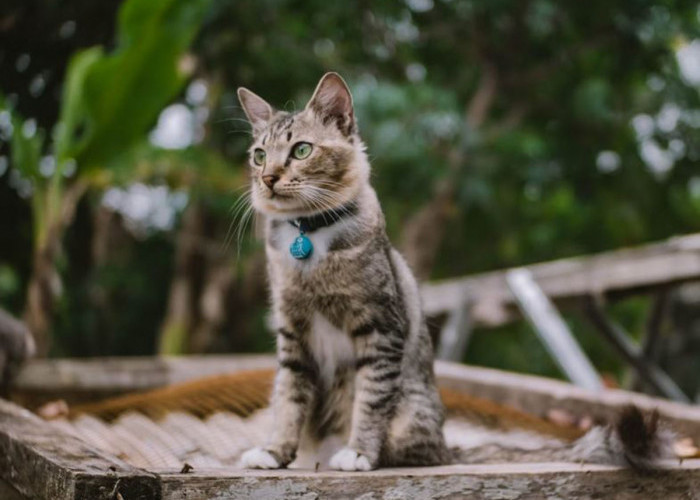 Mau Pelihara Kucing? Ini Dia Jenis Kucing yang Cocok untuk Pemula, Gampang Banget Dirawat!