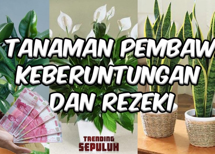 9 Tanaman Pembawa Rezeki yang Mendatangkan Keberuntungan dan Kekayaan