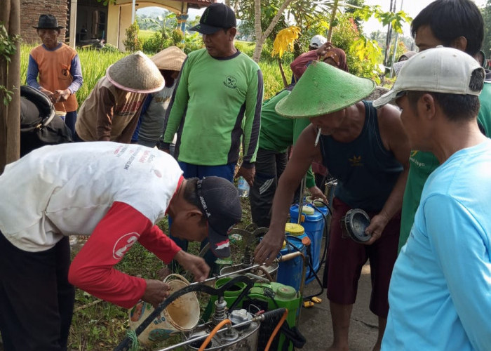 Petani Diminta Waspadai Hama Wereng, Gelar Penyemprotan Masal