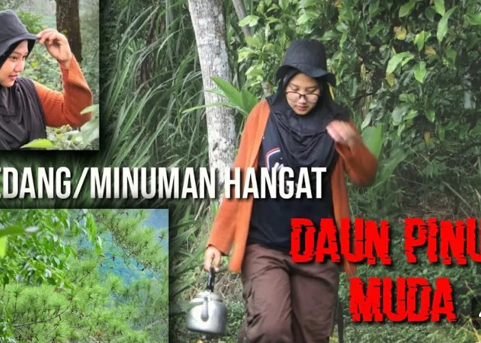 Sederet Manfaat Daun Pinus untuk Kesehatan Tubuh, Ternyata Bisa Atasi 2 Penyakit ini