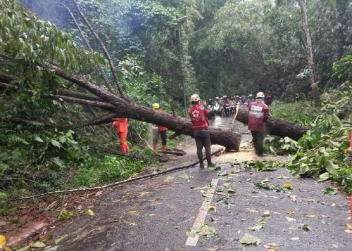 Hujan Lebat, 5 Pohon Tumbang di Jalur Kajen-Kandangserang Kabupaten Pekalongan